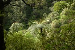 Cyathea medullaris. Mature plants emerging above the surrounding forest.
 Image: L.R. Perrie © Leon Perrie 2014 CC BY-NC 3.0 NZ